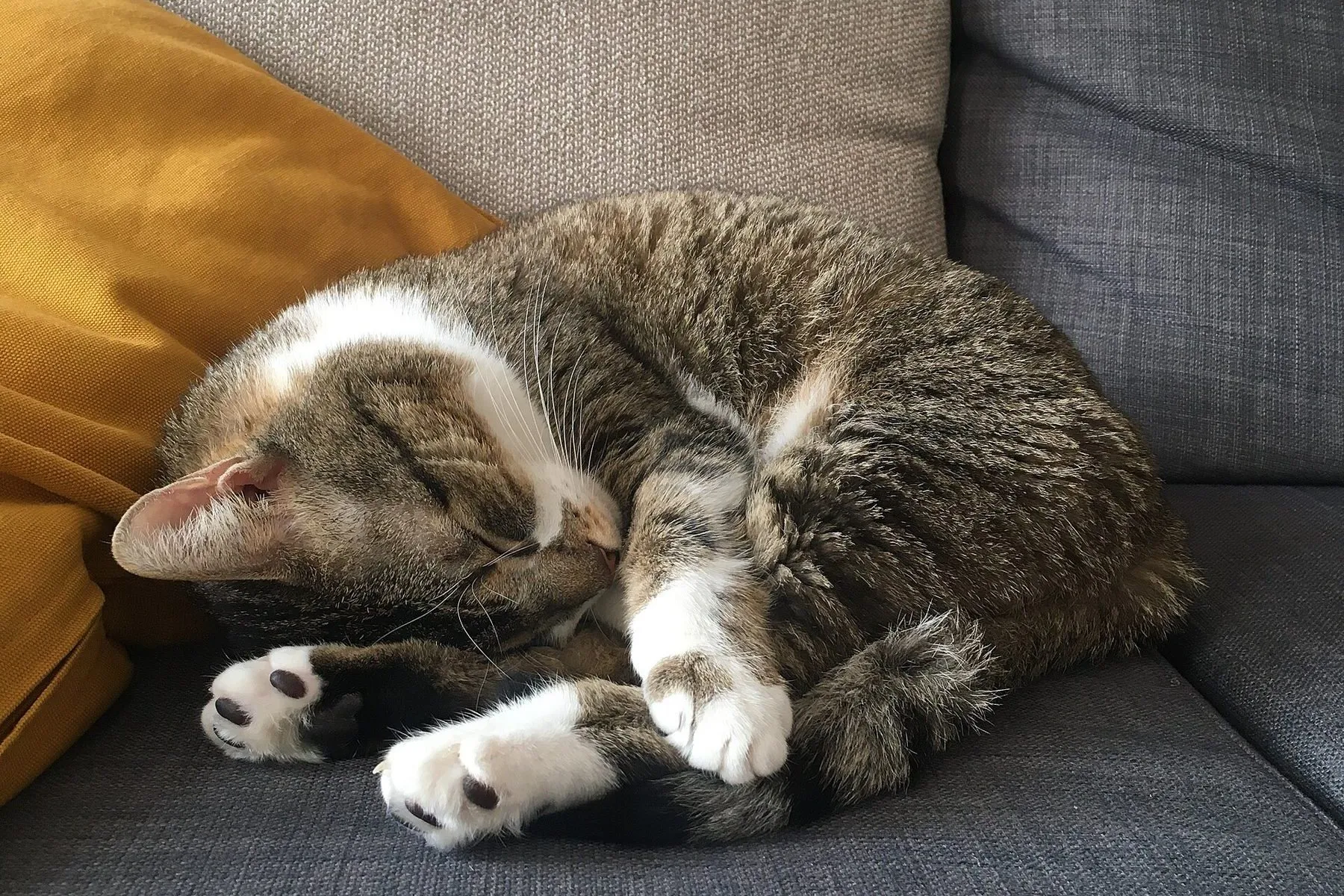 A tabby cat asleep, curled up on a grey sofa