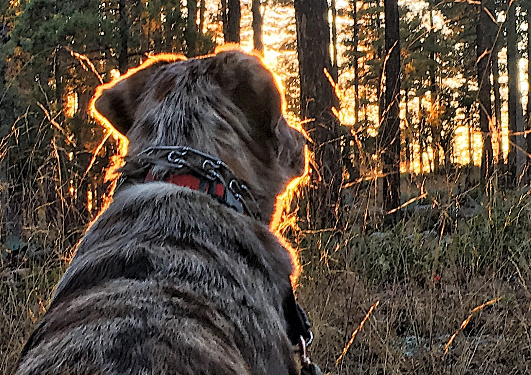 A dog seen from behind, watching the sun set through the trees