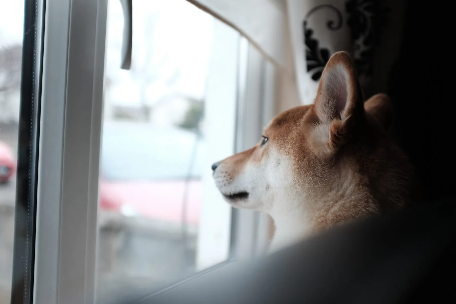 A Shiba Inu dog gazing out of a window