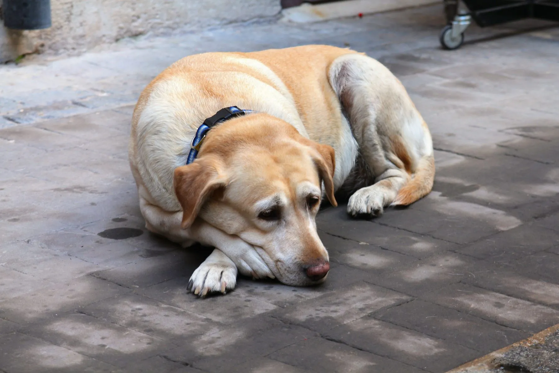 An elderly yellow Labrador resting quietly on a paved path