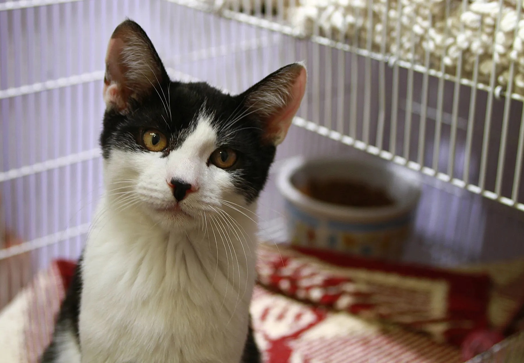 A black-and-white cat looking out from its cage at an animal shelter