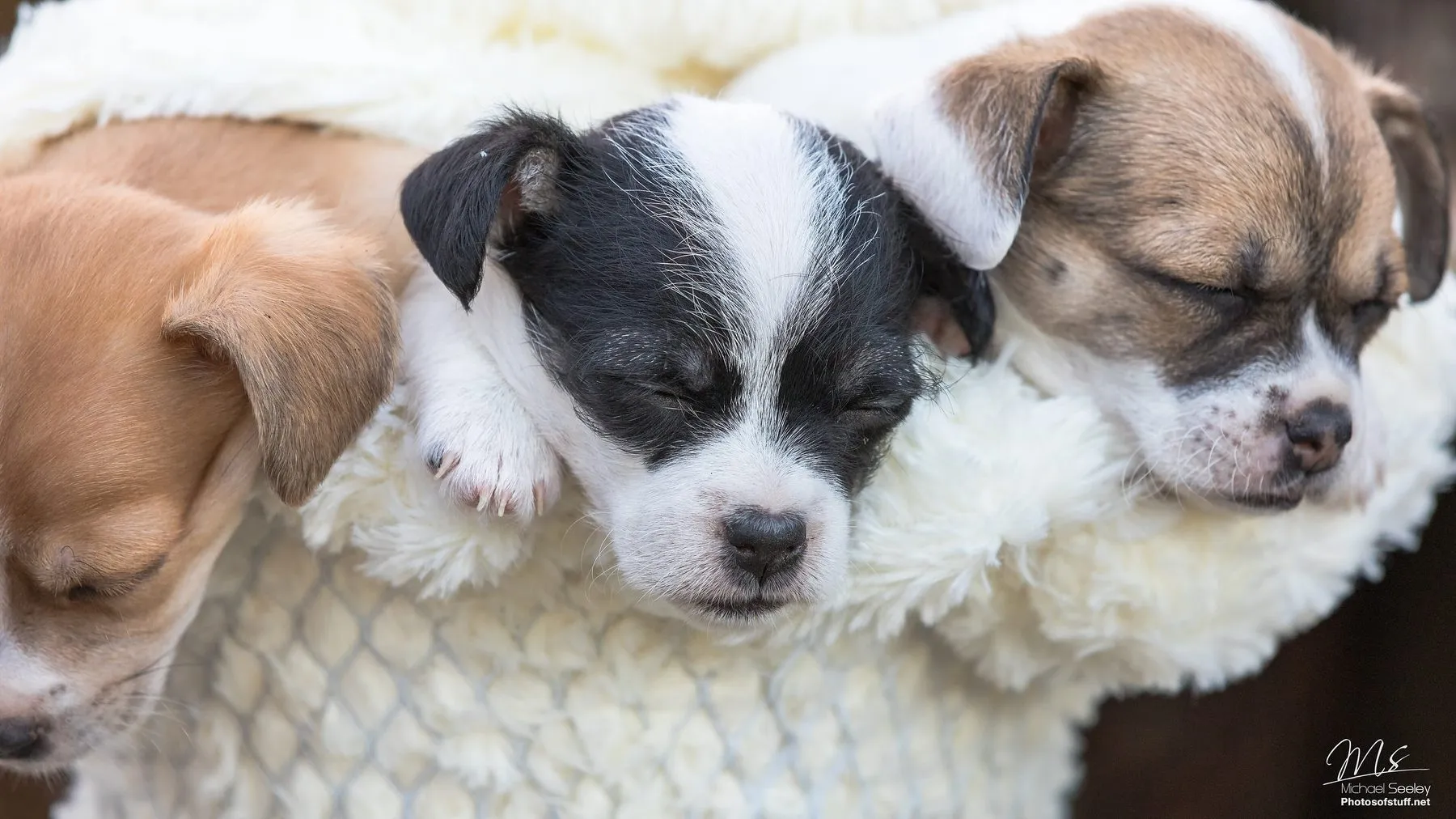 Three puppies sleeping together on a soft white blanket