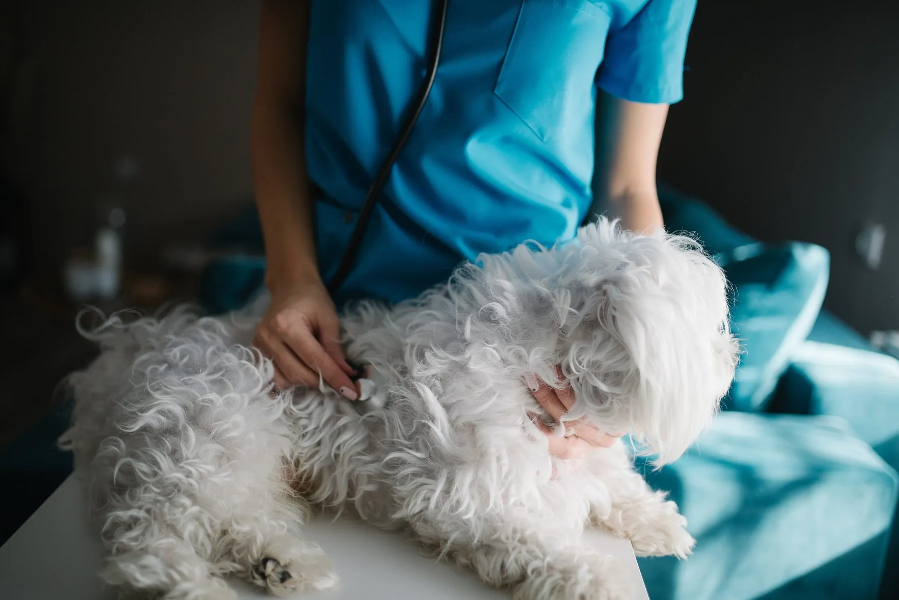 A veterinarian listening to a small white dog’s chest with a stethoscope
