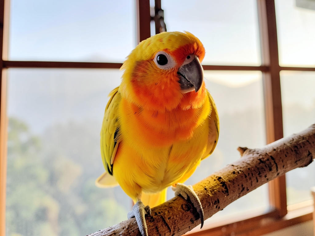 Photo of Pip